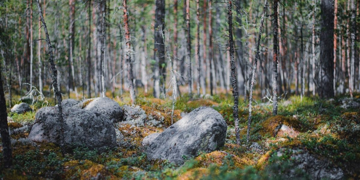 The mysterious forest in Karelia.