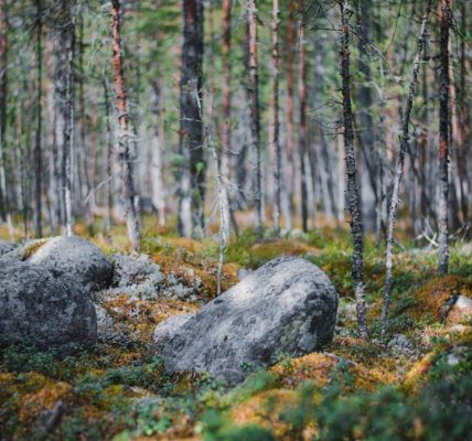 The mysterious forest in Karelia.